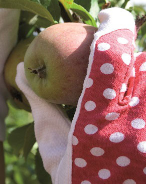 Använd gärna handskar när du plockar äpplen. Då skyddar du dig mot eventuella getingstick. Att behandla frukten varsamt ökar också dess hållbarhet.