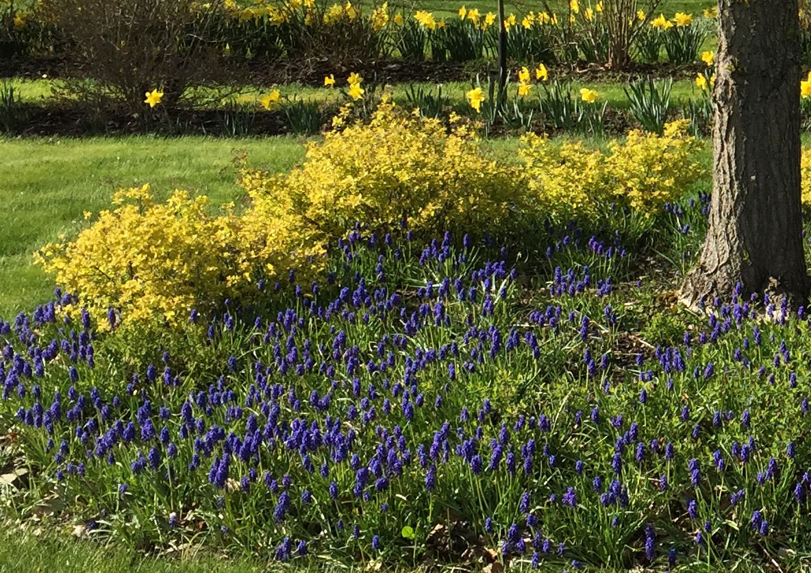 Pärlhyacint_Plantera_med_barnen