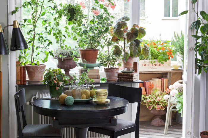 Stadsodlarens fönster är prunkande med allsköns växter. Gröna, blommande, ätbara växter och rariteter om vartannat. Foto: Blomsterfrämjandet/Anna Skoog