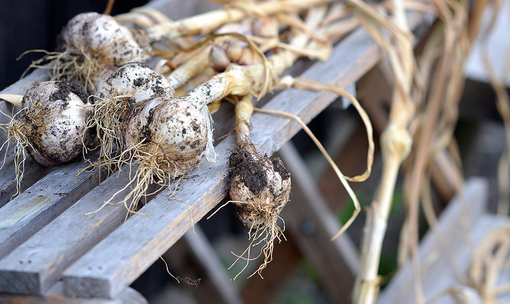 Nyskördad vitlök på tork. Foto: Markus Danielsson
