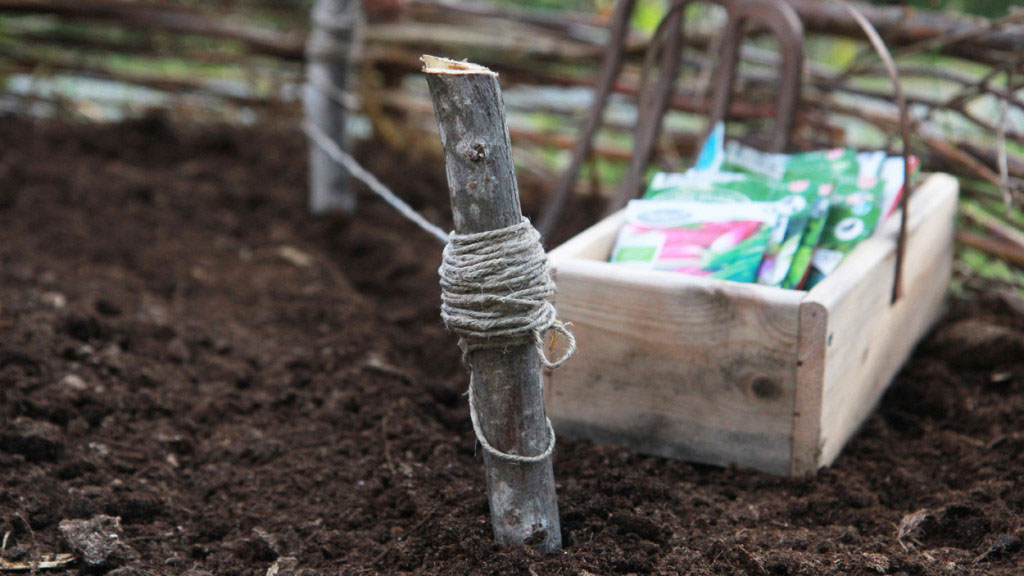 Höstsådd ger tidigare skörd följande år.