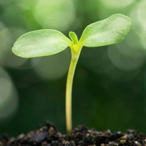 Så grönsaker på hösten - liten bladrosett tittar upp.