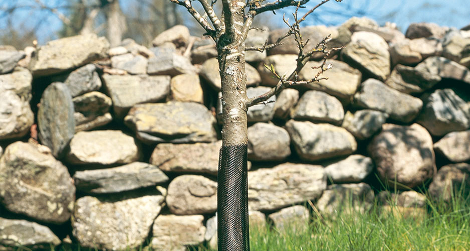 December i Trädgården. Glöm inte att skydda unga träd med gnagskydd.