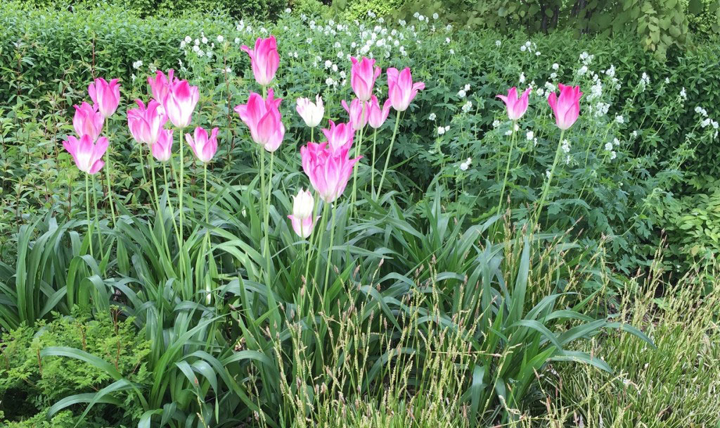 Låt en färgstark sort få huvudrollen mot en grön bakgrund av andra växter.