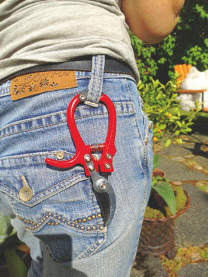 Sekatör är bra att ha för att beskära vinbärsbuskarna