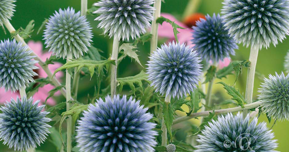 Blå bolltistel för en blomsterrabatt i nordisk stil