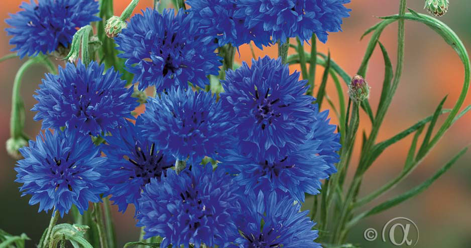 Blåklint för blomsterrabatt med nordisk stil