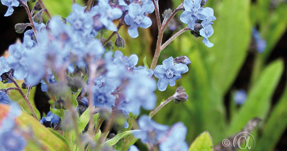 Kinesisk Förjätmigej med sin midla blåa färg är fini blomsterrabatten