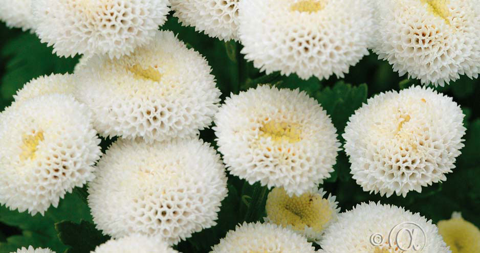 Mattram snowball för en blomsterrabatt med nordisk stil