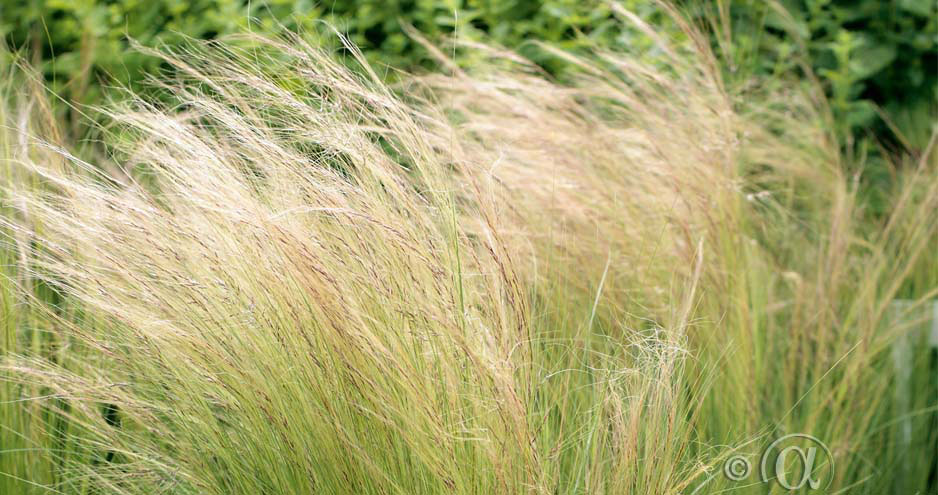 Svepande gräs för en sval känsla i blomsterrabatten. Kan torkas.