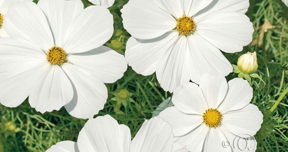 Rosenskära lättodlad och vacker i blomsterrabatten