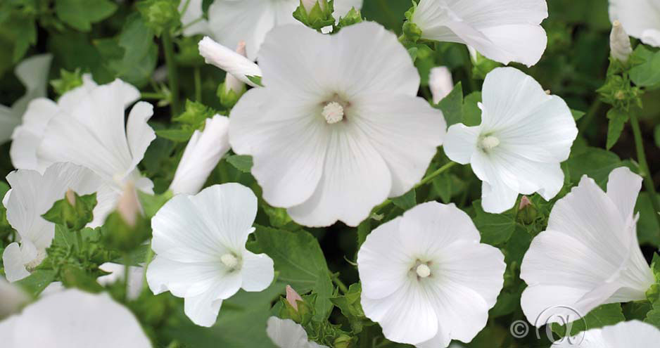 Malva är vackert i en nordisk blomsterrabatt