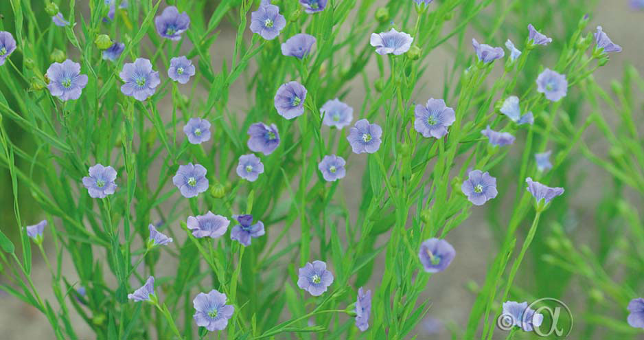 Spånadslin med sina intensivt blåa blommor ger en stil med sval nordisk känsla i blomsterrabatten