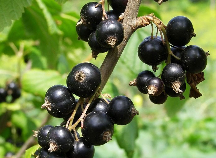 shutterstock_56286451-1två