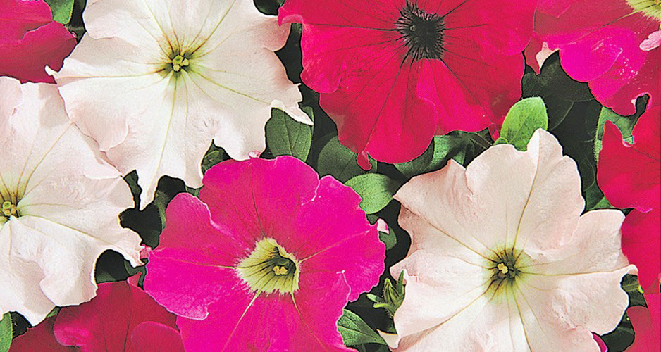 Petunia Wild Rose