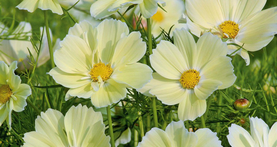 Rosenskära Xanthos
