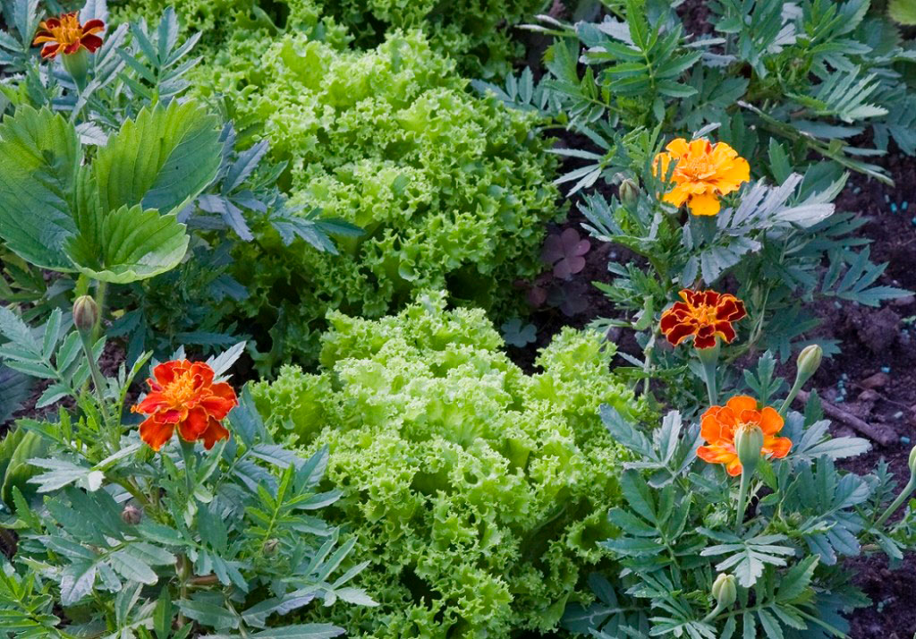 Tagetes och sallad. 