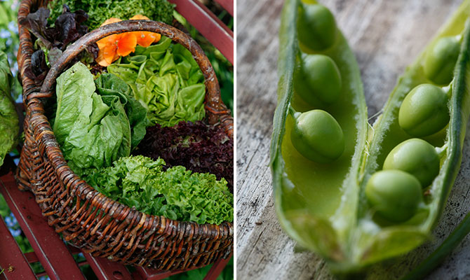 egen sallad