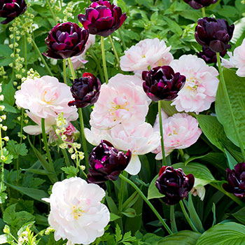 Tulpaner av mixen Hero in love hur serien Lovely Match från Nelson Garden