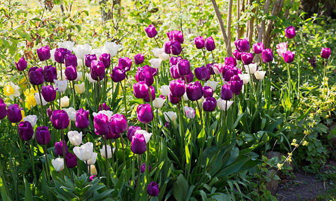 purple-rain-lovely-match