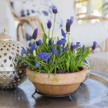 Vårblommor från lökmixen Lovely Match, Blue print från Nelson Garden.