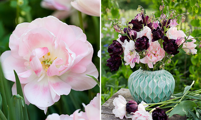 Kombinera tulpaner. Här lökmixen Hero in love ur serien Lovely Match från Nelson Garden.