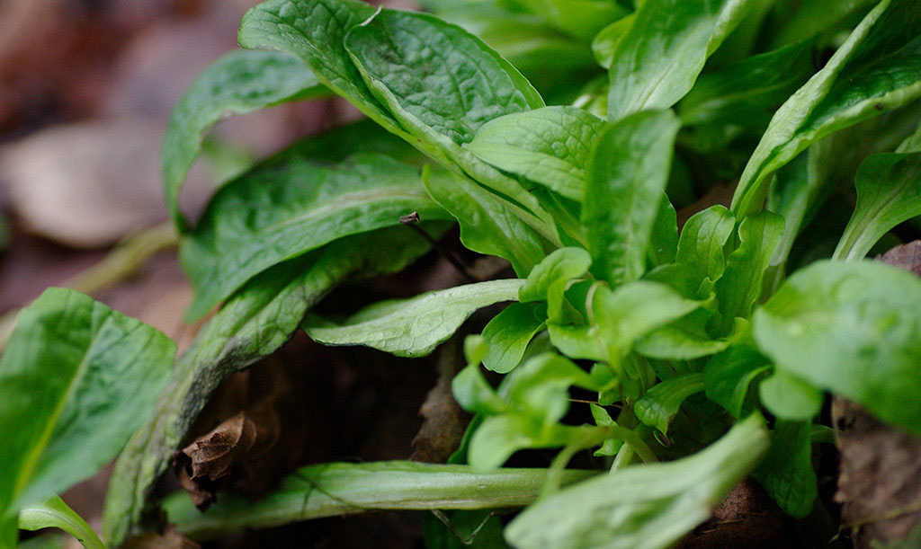 Vintersallat eller machésallat som den också kallas. Foto: Lovisa Back
