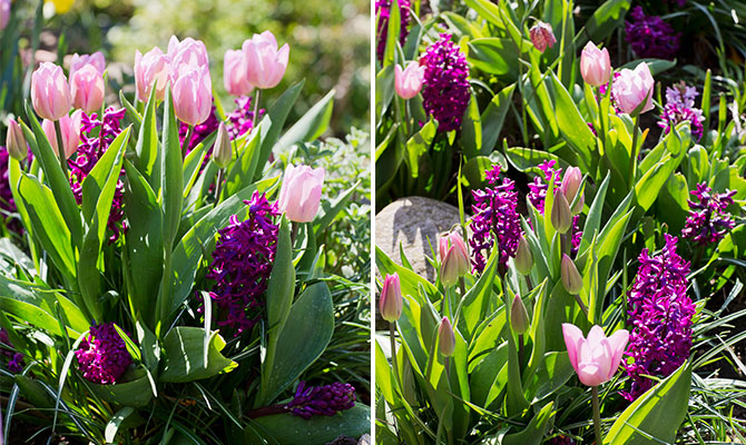 Tulpaner av mixen Pink Perfume hur serien Lovely Match från Nelson Garden