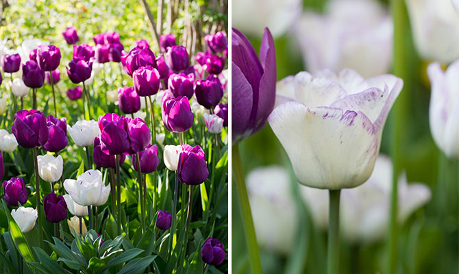 Tulpaner av mixen Purple rain hur serien Lovely Match