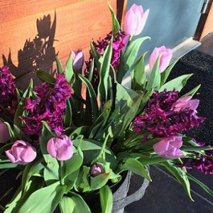 Tulpaner i kruka - mixen pink perfume från Nelson Garden.