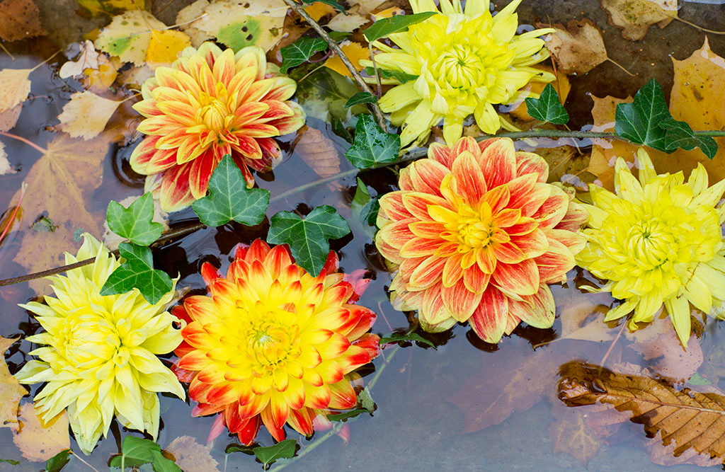Dina dahlior blommar tills frosten kommer, men vill du spara dina knölar till nästa år bör du ta upp dem ur jorden i tid. Plocka de sista buketterna och njut! Foto: Annika Christensen