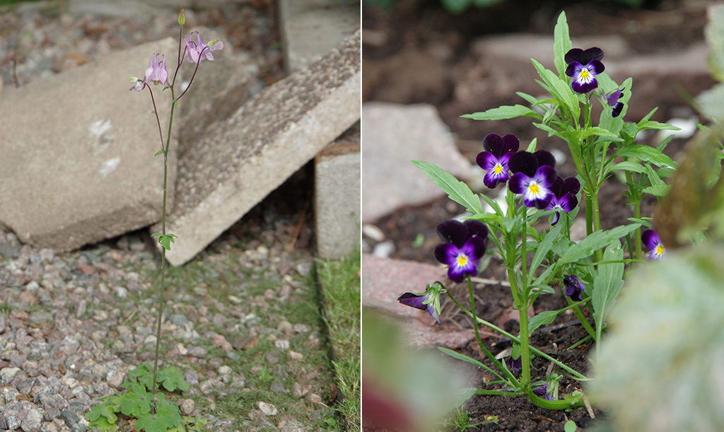Sjävlsådd aklejor och penséer