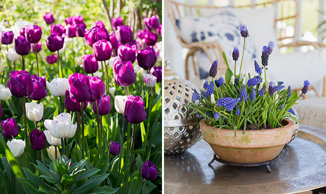 blueprint_och_purple_rain
