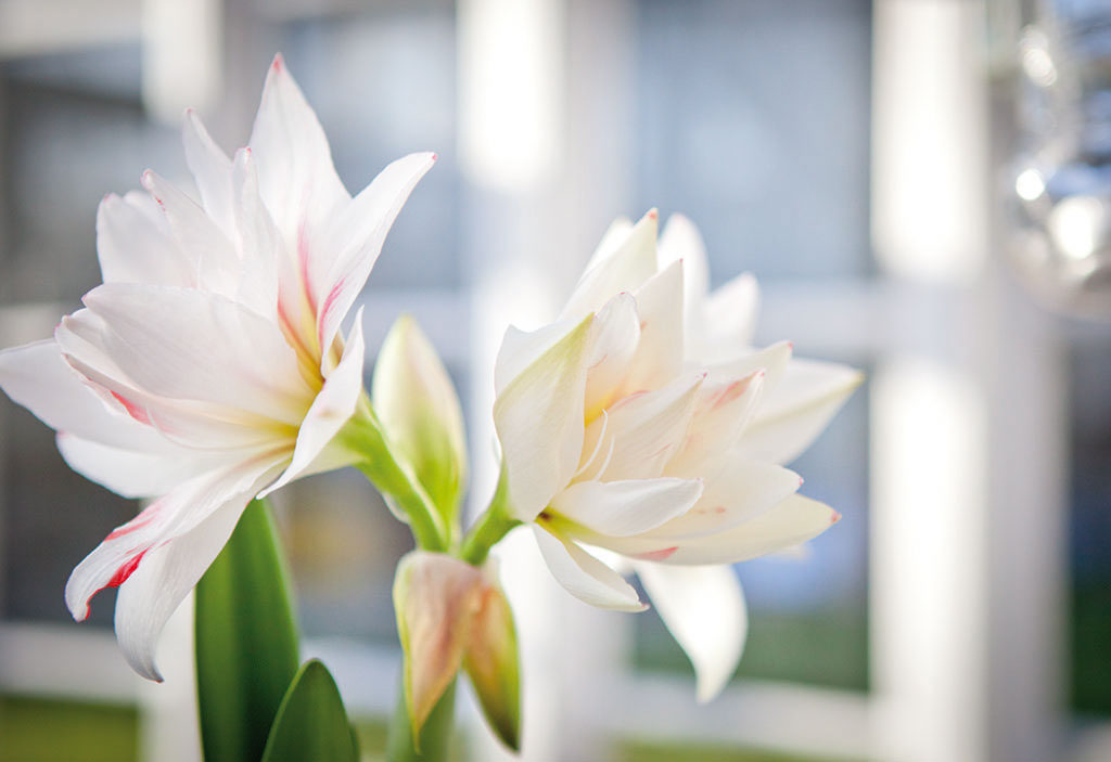 Låt amaryllissäsongen bli längre än julen. Påbörja drivningen av dina lökar vid olika tidpunkter och välj gärna vita sorter för en stilig vinterkänsla. Foto: Peter Karlsson
