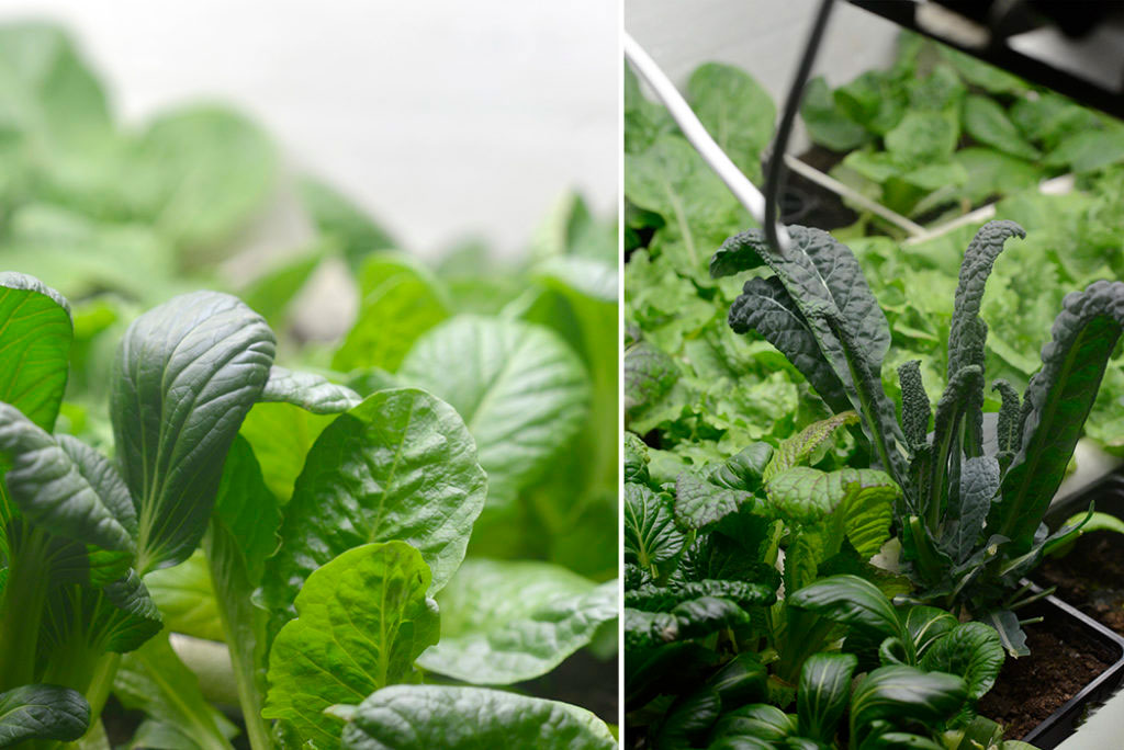 Låt källaren förvandlas till en grönskande köksodling i vinter. Nyckeln till att odla året om är ljus!