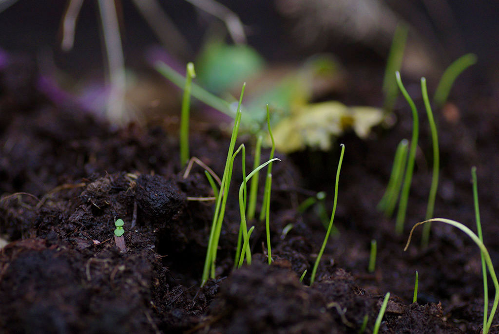Höst- och vintern är tiden att så. Vissa fröer bör sås lite tidigare, så de hinner gro innan vintern, medan andra ska ligga i träda och gro först frampå våren. Sprid gärna ut din sådd och spara några fröer till våren, ifall de inte tar sig. 