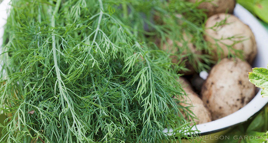 Så grönsaker på hlsten - dill.