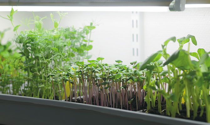 Växtbelysning hjälper din inomshusodling på vintern.