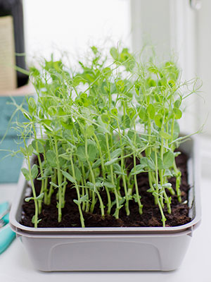 växtbelysning och inomhusodling