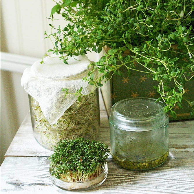 groddar-smörgåskrasse