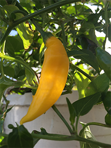 Chilisorten Hot Lemon