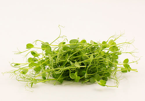 Skördade mikroblad av ärta. Goda i en sallad eller som topping på en soppa eller en smörgås.