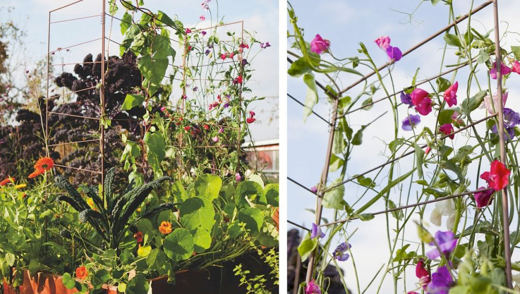 Odla på höjden i pallkragen med en spaljé
