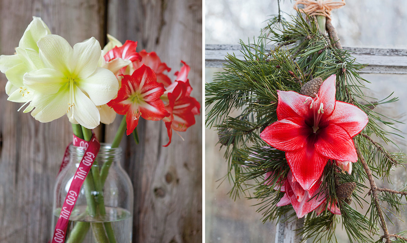 Amaryllis upp och ned