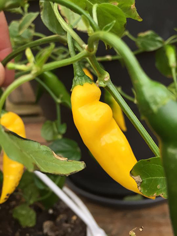 Chilisorten Hot Lemon