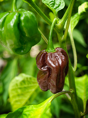 Scotch Bonnet