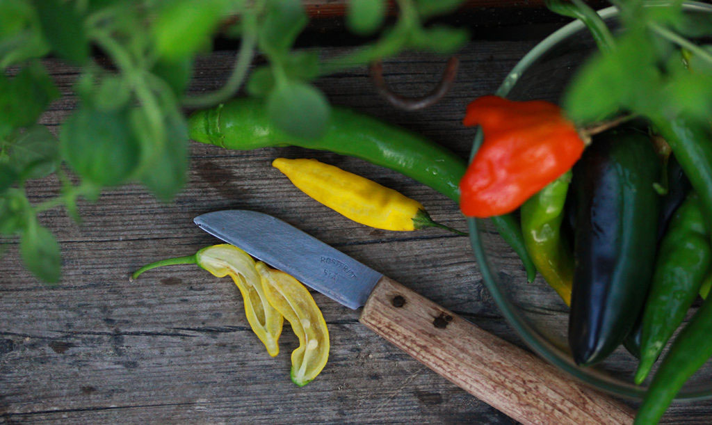 Skörda egen chili
