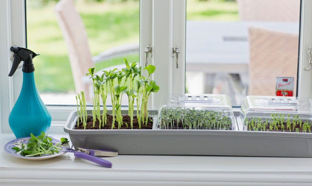 Odla mikroblad i omgångar och skörda lite hela tiden