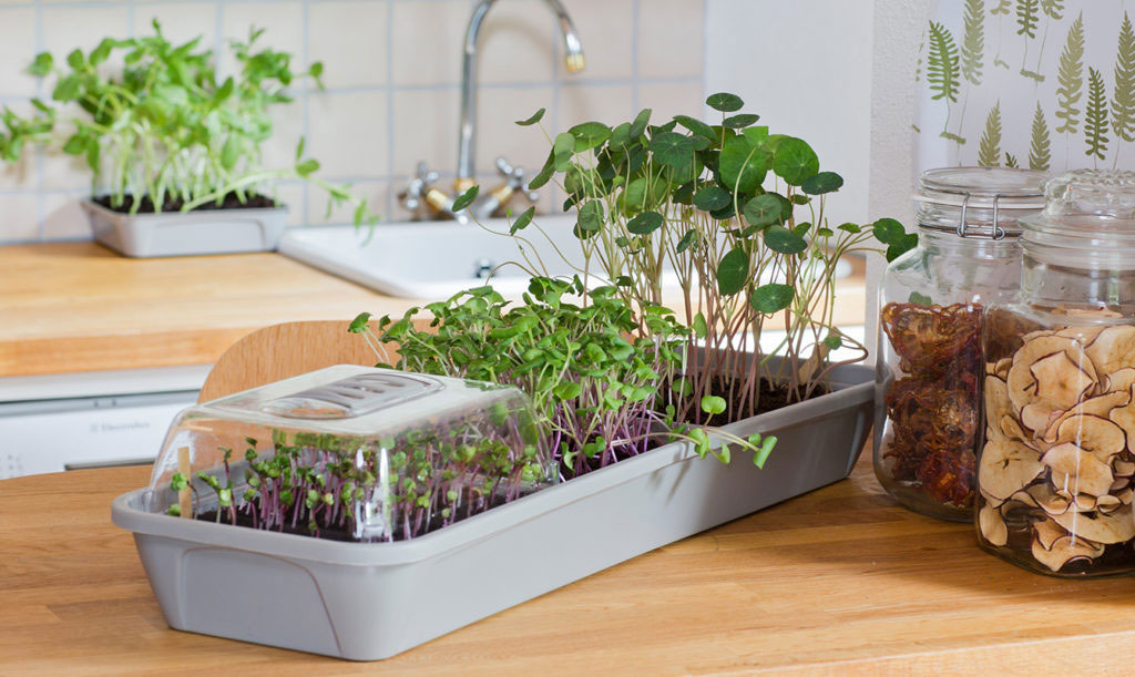 Så mikroblad i omgångar