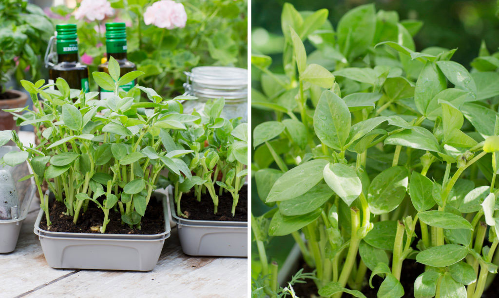 Krispiga bondböneskott